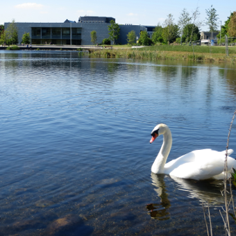 UCD Lake with a single swan in the foreground